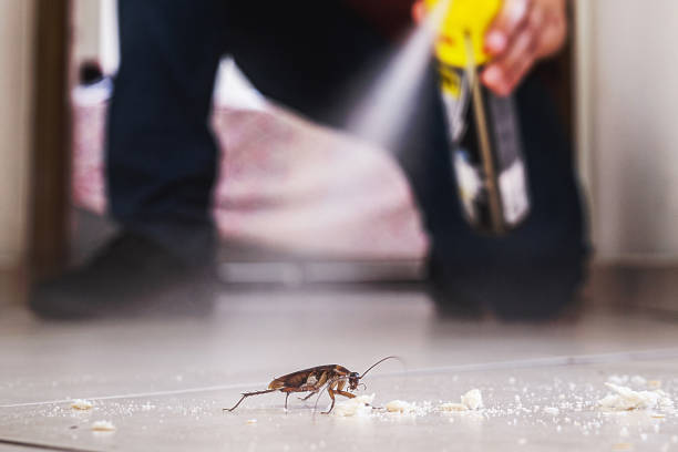 Best Best Pest Control Companies  in West Haven, CT