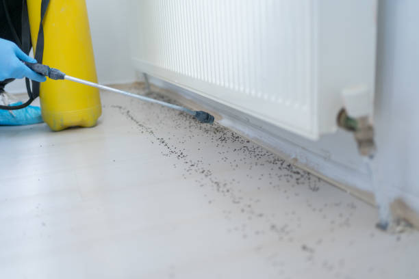 Professional Pest Control in West Haven, CT